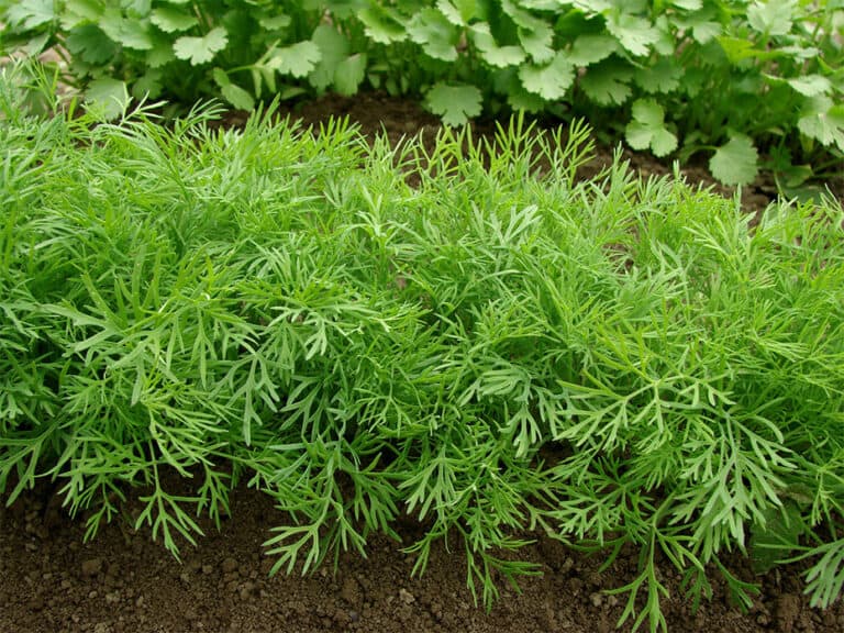 Companion Planting Herbs And Vegetables [Super Simple] Herbs Within