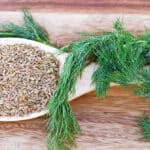 How To Harvest Dill