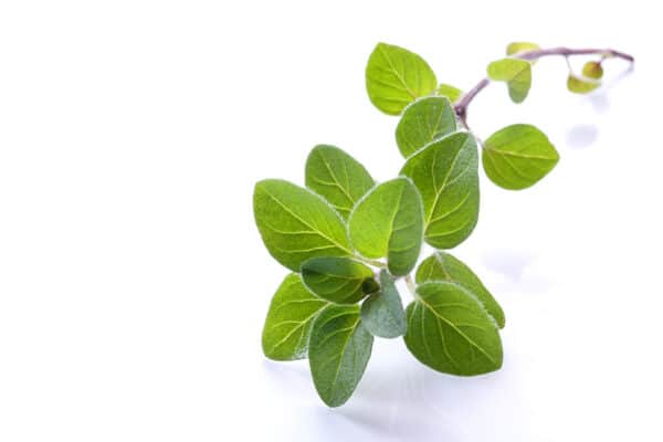How To Grow Oregano From Cuttings [Super Simple] - Herbs Within