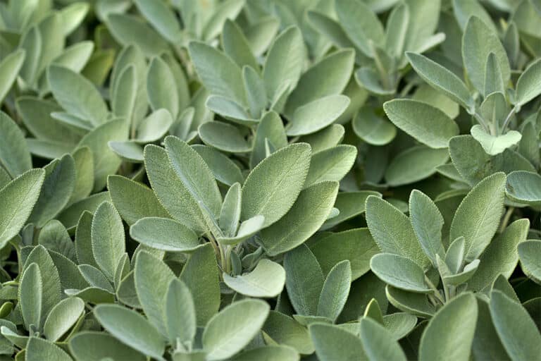 How To Grow White Sage [Super Simple] Herbs Within