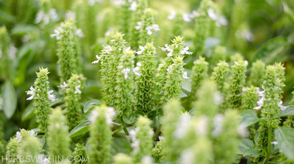 What To Do When My Basil Flowers? [2024 Guide] Herbs Within