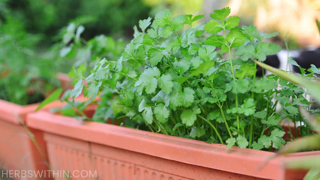 Growing Coriander In Pots [Super Simple] - Herbs Within