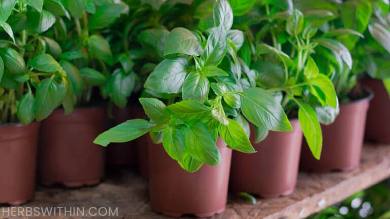 Basil's Temperature Tolerance [Simple Guide] - Herbs Within