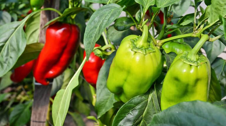 Growing Peppers Indoors With Grow Lights [Guide] - Herbs Within